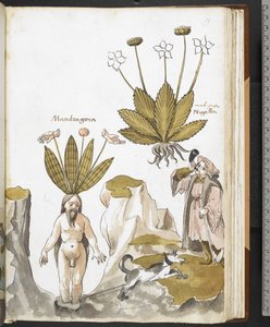 Harley MS 3736 f.59r ماندريك يسحبها كلب ، من "أعشاب مع أطروحات عن الطعام والسموم والعلاجات وخصائص الأحجار" بقلم جيوفاني كاداموستو (حبر ولون على ورق) بواسطة المدرسة الايطالية