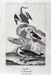 Grebe و Culterneb و Pelican من A History of the Earth and Animated Nature ، لندن 1816 (نقش على الألواح النحاسية) بواسطة مدرسة الاسبانية