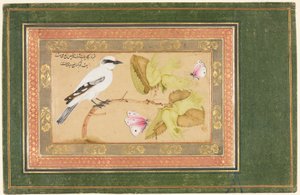 طائر أبيض وأسود يجلس على شجيرة بواسطة شافي عباسي