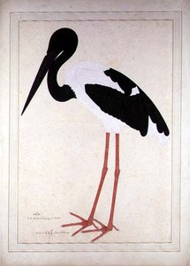 اللقلق الأسود ، Xenorhynchus Asiaticus ، رسمت للسيدة إمبي في كلكتا بواسطة الشيخ زين الدين (ط. 1777-83)