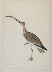 Eastern Curlew Devouring a Mudskipper بواسطة الشيخ زين الدين (ط. 1777-83)