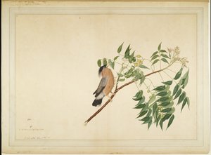 Brahminy Starling على فرع شجرة النيم ، الورقة من سلسلة بتكليف من سيدة Impey ، 1780