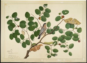 Brahminy Starling مع اثنين من فراشة Antheraea ، Caterpillar ، و Cocoon على شجرة العناب الهندية ، الورقة من سلسلة بتكليف من Lady Impey ، 1777