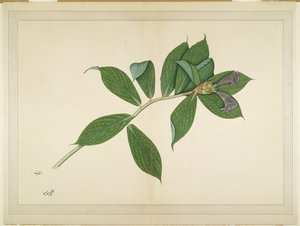 نبات كريب الزنجبيل ، الورقة من سلسلة بتكليف من سيدة إمبي ، ج .1780