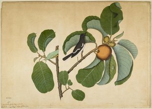 الشرقية العقعق روبن مع Katydid و Leaf Hopper على فرع Monkey Jack ، الورقة من سلسلة بتكليف من Lady Impey ، 1778