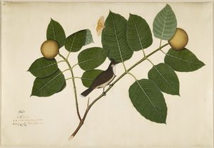 شعر بلبل وشعور Ficus Moth على فرع كادامبا ، الورقة من سلسلة بتكليف من السيدة إمبي ، 1777