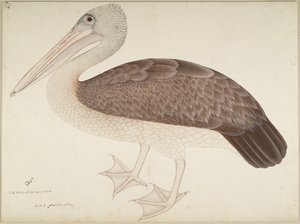 البجع البجع ، ورقة من سلسلة بتكليف من سيدة Impey ، c.1780-82