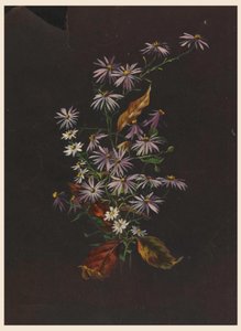 باقة الخريف ، كاليفورنيا. 1890 بواسطة صوفيا ل
