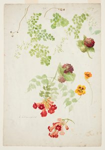 Stuy of Maidenhair Fern و Trumpet Vine و Nasturtium بواسطة صوفيا ل