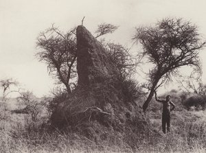 ماموث أنثيب (صورة بالأبيض والأسود) بواسطة مصور جنوب أفريقي