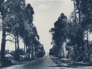 شارع أشجار اللثة الزرقاء ، بريتوريا (صورة b / w) بواسطة مصور جنوب أفريقي