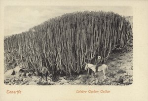  بواسطة المصور الإسباني