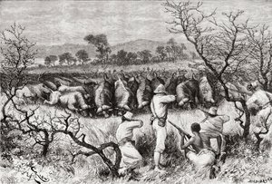 جاموس الصيد في وسط أفريقيا في أواخر القرن التاسع عشر ، من "Africa Pintoresca" ، تم نشره عام 1888 بواسطة المدرسة الاسبانية
