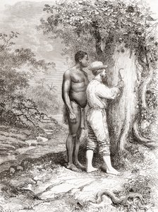 جول كريفاو ، أثناء استكشافه لغويانا الفرنسية في عام 1878 ، نحت الأحرف الأولى من اسمه على شجرة على ضفاف نهر أويابوك أو نهر أويابوك بواسطة المدرسة الاسبانية