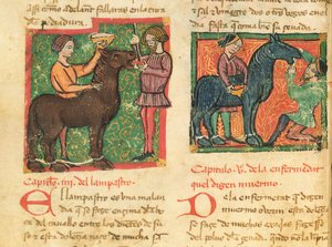 السيدة 214 fol.26v علاج التهاب اللسان في الحصان ، من Libro de Menescalcia y Albeyteria بواسطة Juan Alvarez ، c.1390 بواسطة المدرسة الاسبانية