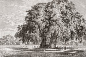 سانتا ماريا ديل تولي ، أواكساكا ، المكسيك: The Tule Tree بواسطة المدرسة الاسبانية
