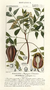 الماهوجني الأمريكي ، Swietenia mahagoni بواسطة ستانغي ستانغي