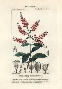 Bushwillow ، Combretum coccineum بواسطة ستانغي ستانغي