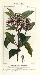 القرنفل ، Syzygium aromaticum