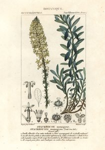 شموع كريمية ، Stackhousia monogyna بواسطة ستانغي ستانغي