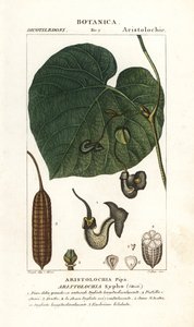 أنبوب الهولندي أو الأنابيب ، Aristolochia macrophylla