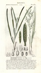 Eelgrass or seawrack، Zostera marina
