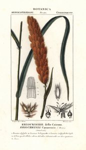 Eriochrysis cayannensis ، عشب أمريكي استوائي بواسطة ستانغي ستانغي