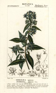 أوراق نباتية كاذبة ، Hydrolea spinosa بواسطة ستانغي ستانغي