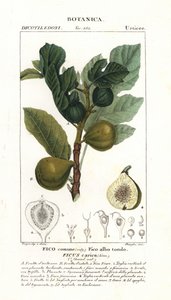 شجرة التين والفاكهة ، Ficus carica