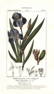 القزحية الفلورنسية ، Iris germanica var florentina