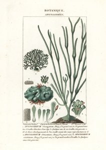 أنواع الطحالب الخضراء Spongodium بواسطة ستانغي ستانغي