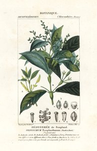 Hedyosmum bonplandianum ، كونث بواسطة ستانغي ستانغي