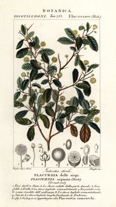 البرقوق الهندي ، Flacourtia indica