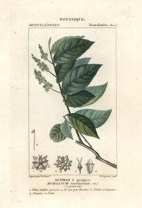 أيرونوود ، Homalium Clusterumus بواسطة ستانغي ستانغي