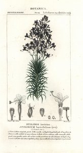 نبات اللارك أو الزناد ، Stylidium laricifolium بواسطة ستانغي ستانغي