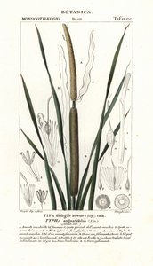 نبات البردي الصغير ، Typha angustifolia