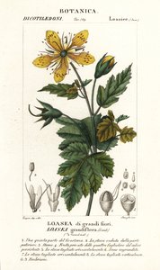 Loasea grandiflora بواسطة ستانغي ستانغي