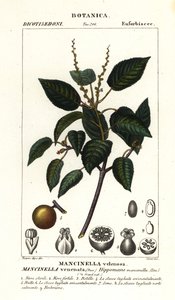 Manchineel أو شجرة تفاح الشاطئ ، Hippomane mancinella
