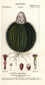 صبار البطيخ ، Melocactus caroli-linnaeus بواسطة ستانغي ستانغي