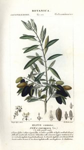 Olive tree, Olea europaea بواسطة ستانغي ستانغي