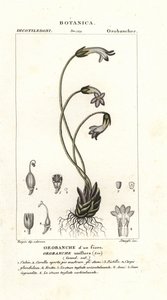 مكنسة زهرة واحدة ، Orobanche uniflora بواسطة ستانغي ستانغي