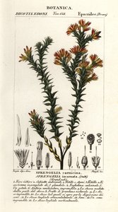 هيث المستنقع الوردي ، Sprengelia incarnata بواسطة ستانغي ستانغي