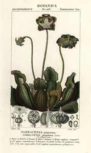 نبات الإبريق الأرجواني ، Sarracenia purpurea بواسطة ستانغي ستانغي