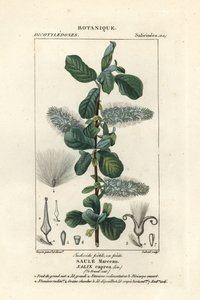 كس الصفصاف ، Salix caprea بواسطة ستانغي ستانغي