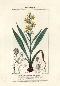الجذر الأحمر ، Wachendorfia thyrsiflora بواسطة ستانغي ستانغي