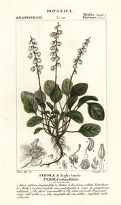 أوراق شتوية مستديرة الأوراق ، Pyrola rotundifolia بواسطة ستانغي ستانغي