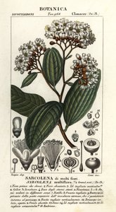 Sarcolaena multiflora بواسطة ستانغي ستانغي