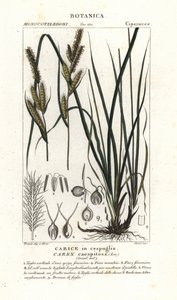 عشب Sedge ، Carex caespitosa بواسطة ستانغي ستانغي