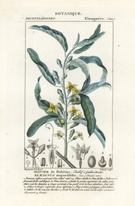 التوت الفضي أو الأوليستر ، Elaeagnus angustifolia