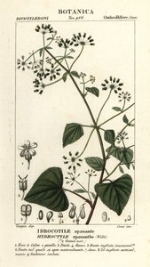 Spananthe paniculata Hydrocotyle Spananthe ، Idrocotile spanante بواسطة ستانغي ستانغي